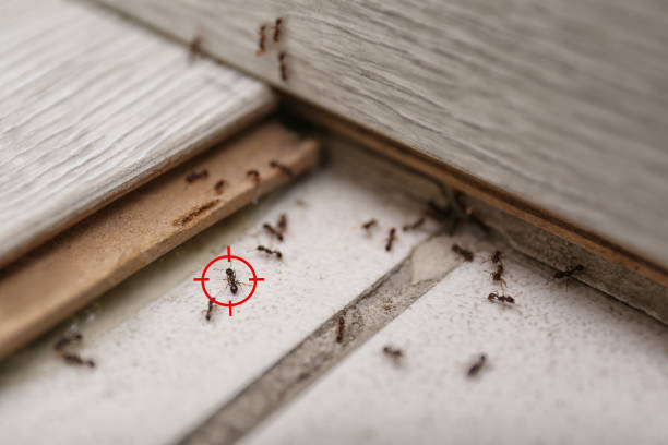 Best Cockroach Control Services  in Nolensville, TN