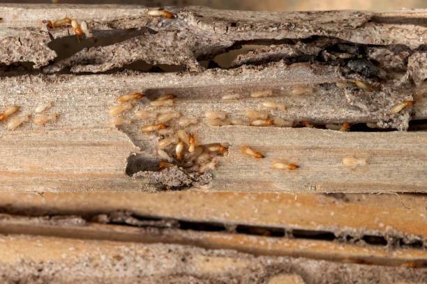 Best Affordable Pest Control Services  in Nolensville, TN